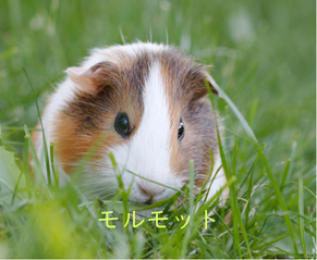 コントラスト 高い